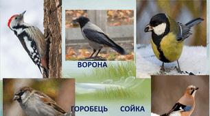 Зимуючі птахи України.