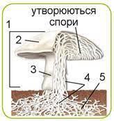 Гриби та лишайники. Будова шапинкових грибів. Гриби, котрі можна побачити лише у мікроскоп. Цвілеві гриби. Значення грибів у природі та житті людини. | Урок на 1 завдання. Пізнаємо природу