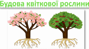 ЯКІ ОРГАНИ  У КВІТКОВОЇ РОСЛИНИ