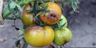 Фітофтора на помідорах: ефективні засоби 2025 - agrodream.com.ua