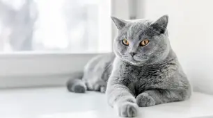 17  січня - День кота в Європі