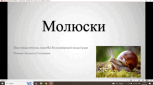 Молюски