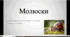 Молюски