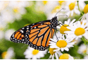 08000c8w-407d-125x86.png