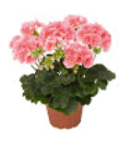 08000cdl-855c-110x132.png