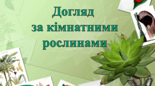 Як доглядати за кімнатними рослинами взимку?