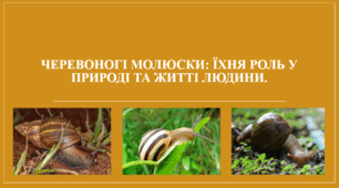 Презентація "Черевоногі молюски: їхня роль у природі та житті людини."