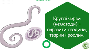 Круглі черви (нематоди) – паразити людини, тварин і рослин. 