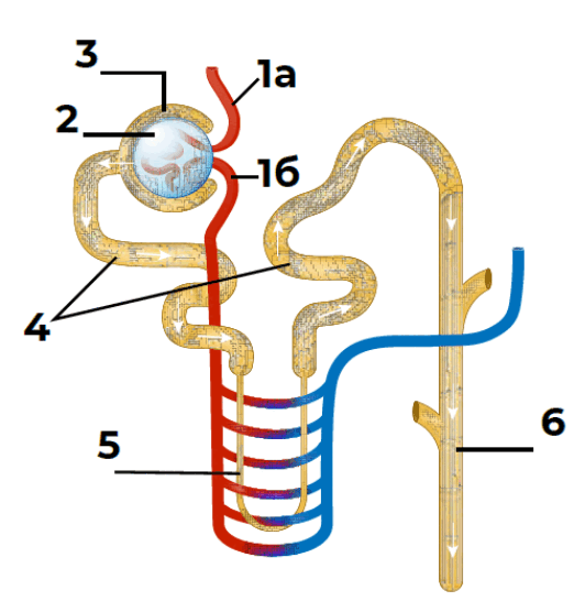 08000lma-fa5d-532x546.png