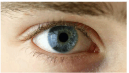 08000nut-8811-260x147.png