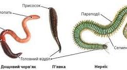 Кільчасті черви