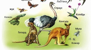 Презентація з "Пізнаємо природу" для 6 класу на тему: "Які особливості наземно-повітряного середовища (НПС)."