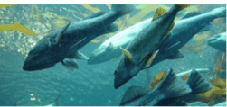 08000tfs-4cb0-251x119.png