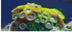 08000tg6-bac8-246x112.png