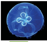 08000uof-3ddc-153x137.png