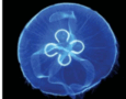08000ut2-f4a6-115x90.png