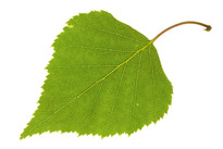 0800157s-0d87-205x137.jpg