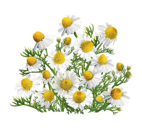 080015zp-118d-468x428.png
