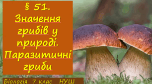 Презентація  до уроку  «§ 51. Значення грибів у природі. Паразитичні гриби»  7клас НУШ