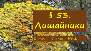 Презентація  до уроку  «§ 53. Лишайники»  7клас  НУШ