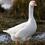 Slobojan Geese