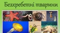 Діагностувальна робота N5 для 7 класу  "Різноманітність тварин. Безхребетні тварини"