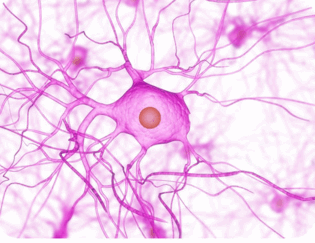 08001veh-0ebf-315x243.png