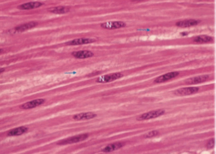 08001vet-9ad3-306x218.png
