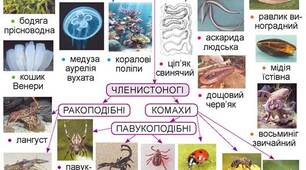 Розробка уроку. Біологія. 7 клас. НУШ.  Узагальнення вивченого з теми « Різноманітність тварин. Безхребетні »