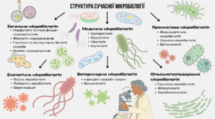 Схема "Структура сучасної мікробіології"