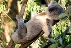 Коала — цікаві факти про коал — мокра коала ФОТО — новини ...