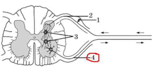 080022rg-4978-734x311.png