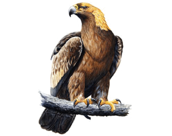 080022t6-59c0-353x280.png
