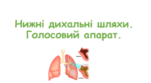 Нижні дихальні шляхи. Голосовий апарат. 8 клас НУШ