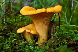 08002h0j-f6b5-261x173.jpg