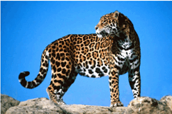 08002hu5-f4af-247x164.png