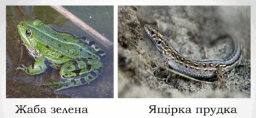 08002ql0-377c-372x172.png