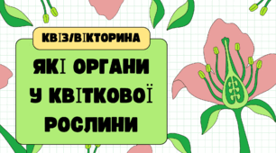 Які органи у квіткової рослини