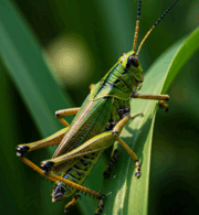 08002rm8-771a-180x195.png