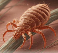 08002ro4-5d73-199x183.png