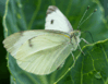 08002rv9-0f80-99x77.png