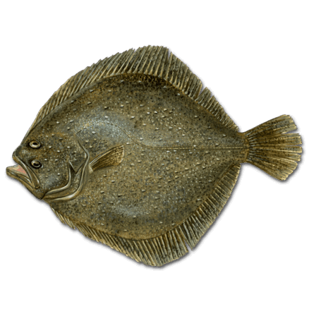08002slp-abfc-800x800.png