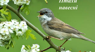 "Птахи - вісники  весни" 