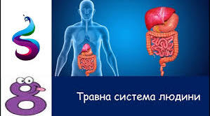 Органи травлення людини