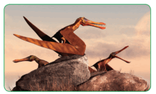 080031nt-5ef6-226x137.png
