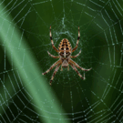 080037u8-8789-135x135.png