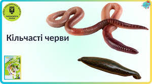  Кільчасті черви. Молюски