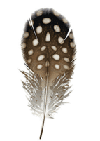 08003f2w-ff10-143x201.png