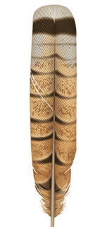 08003f34-e4d1-152x322.png
