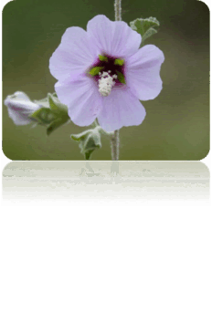 08003fdq-7086-232x354.png